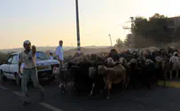 Девятнадцать овец спасены от палестинских похитителей