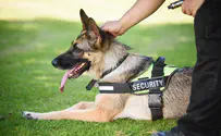 צפו: כלב משטרתי מבצע החייאה