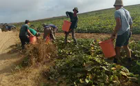 Students help rehabilitate fields damaged by fire from Gaza