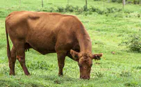 Red Heifer: Discovering your way forward