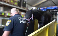 Израильская полиция садится на голландских лошадей