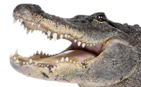 Alligator gets new 3D printed prosthetic tail