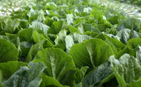 Prices double following lettuce E.Coli scare