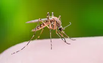 Google уничтожит всех комаров в мире?