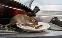 העכבר שינקה לכם את הבית