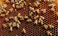 מאות דבורים עקצו בני משפחה בספסופה