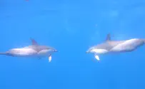 Watch: Dolphins swim near Ashdod