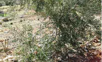 ערבים מסקו והשחיתו מעל 50 עצי זית של יהודים