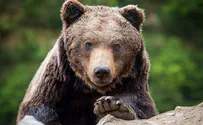 Кошмар и ужас. Медведь съел грибника в России