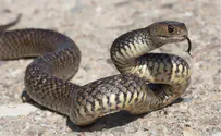 Snake emerges from bushes and bites boy on Beit Shemesh street