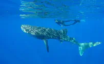 Китовая акула в Эйлатском заливе. Видео