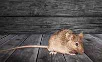 נזק עצום: מכת עכברים באוסטרליה