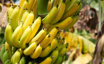 Israel may be in for a banana shortage