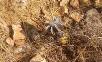 Минометный снаряд у поселения Элон-Море