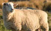 Rescued sheep in Australia yields 35 kg of fleece