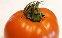 כך תזהו עגבנייה ישראלית