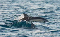תיעוד: הדולפינים באו לבקר בראש הנקרה