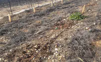Agricultural warfare again hits Gush Etzion