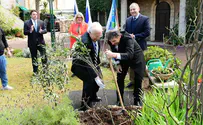 פרידמן נטע עץ זית בשגרירות בירושלים