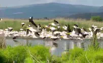 Watch: Pelicans head north