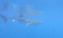 תיעוד: כריש לוויתן במפרץ אילת