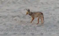 תיעוד: השועל טורף את ביצי הצבים בחוף