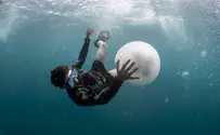 Unusually large jellyfish off Israeli coasts