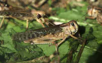 Plague to protein: Israeli firm seeks to put locusts on the menu