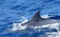 Группа дельфинов у берегов Нетании