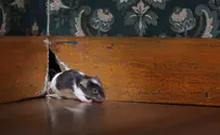 יש לכם עכבר בבית? הזמינו את "הלוכד"