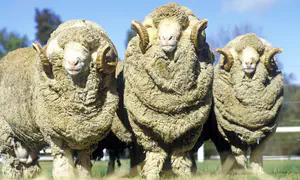 בעלת החווה שמשתמשת בדאודורנט לכבשים