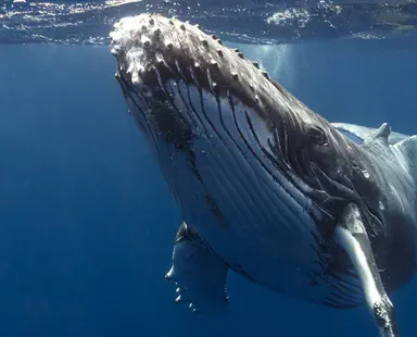 חוקרים פענחו את שירת הלווייתנים