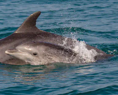 דולפיננים מצויים תועדו מול חוף יפו