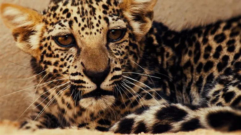 The new Arabian leopard cub