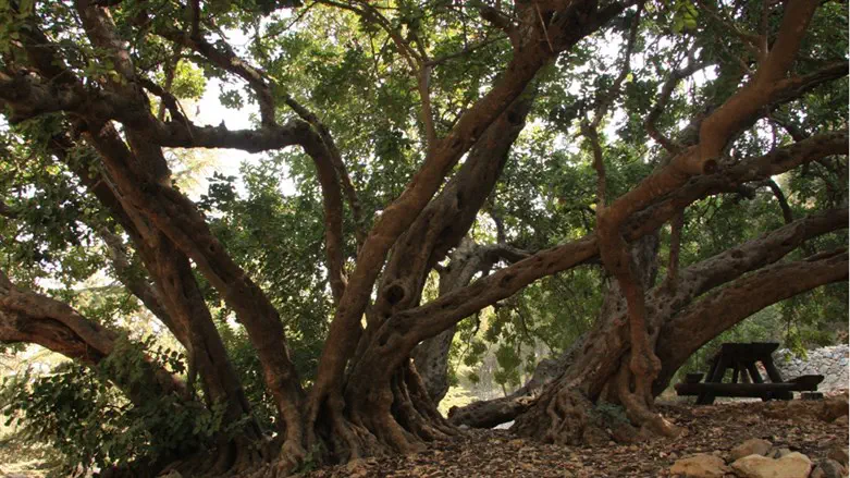 Carob tree