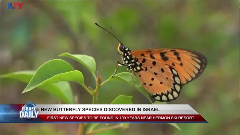 New butterfly species discovered in Israel