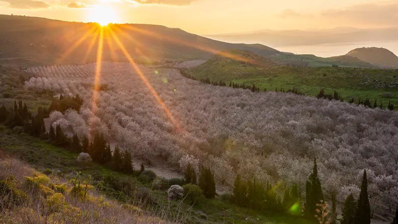 Blossoming almond trees in Golan Heights, northern Israel