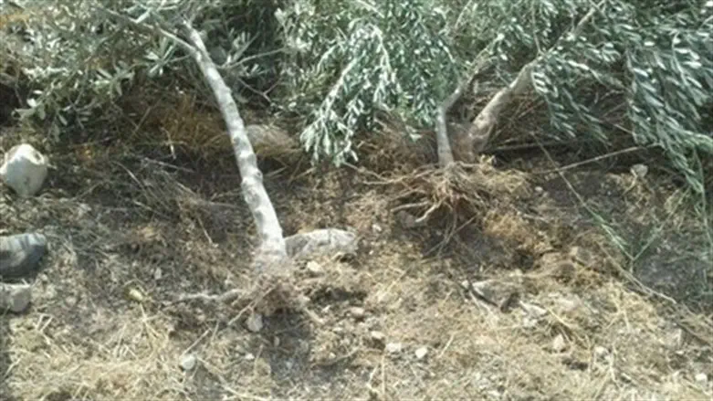 The uprooted olive trees