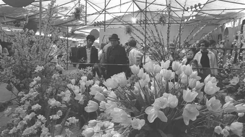 _צבעונים הולנדיים בתערוכת הפרחים בחיפה 1970