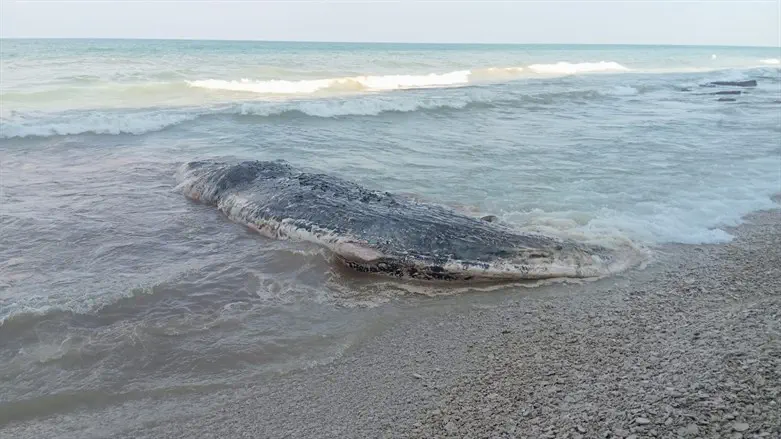 הלוויתן שנמצא מת באזור חוף השרון