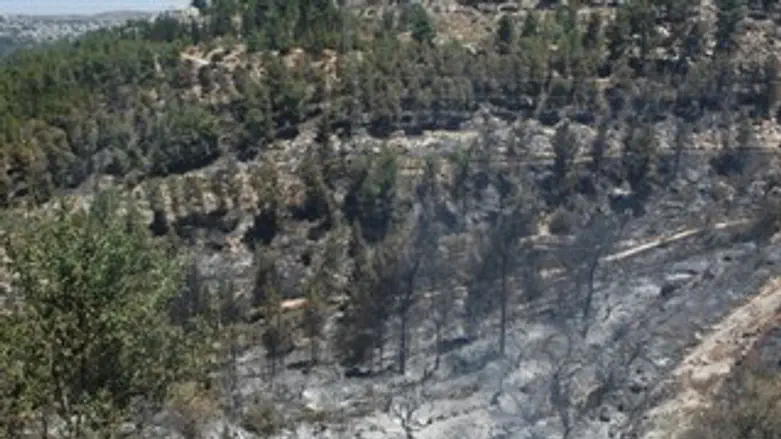 שריפה ביער ירושלים