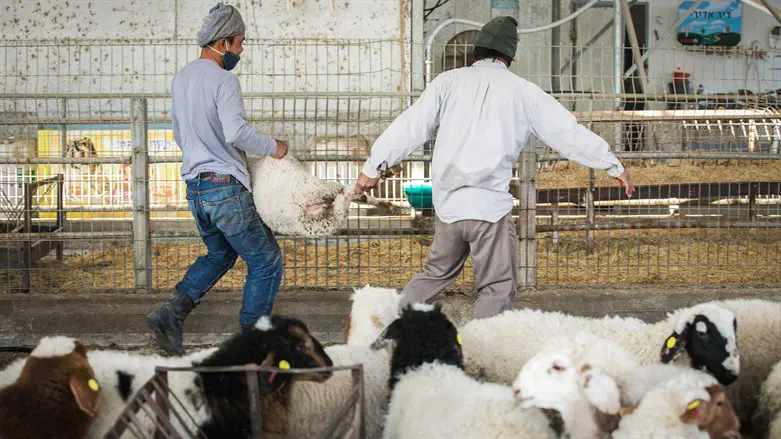 Israeli sheep farm (archive)