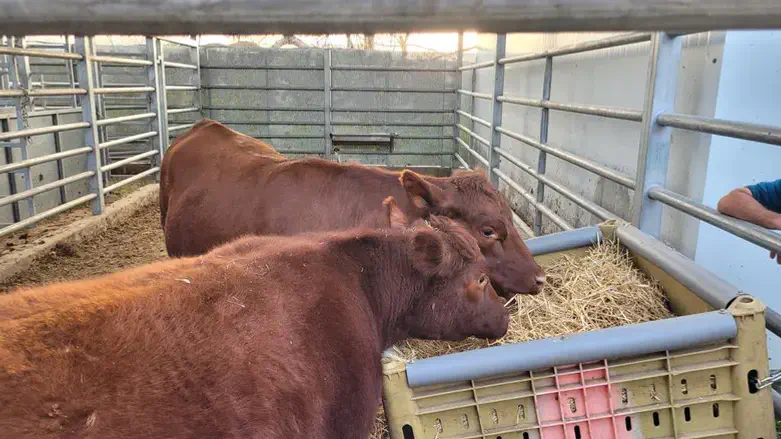 The red heifers
