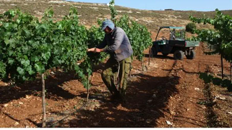Jewish farmer tends his vineyard