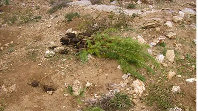 Trees planted by Jews and uprooted by Arabs