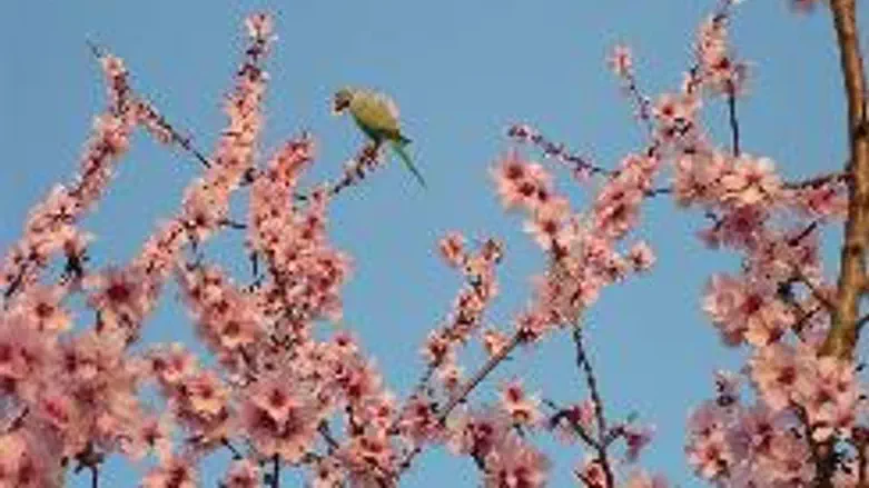 Bird plucking an almond blossom