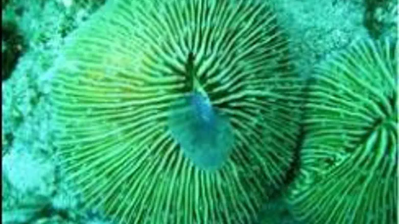 Coral eating medusa
