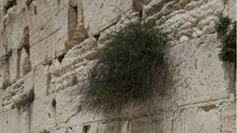 Jerusalem Day: Returning to the Kotel