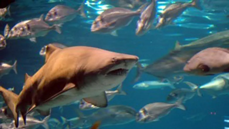 כריש הרג תייר באיי סיישל 