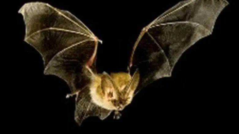 Bats use bisonar